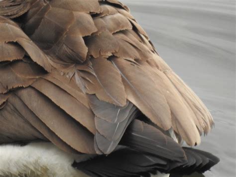 Canadian Goose Tail Photograph By Barbara Ebeling Pixels