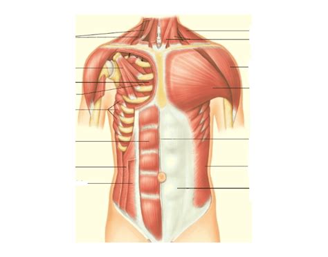 The names of torso muscles provide clues to their location, shape, size, or the direction of their muscle fibers. Muscles of the Anterior Torso (Insertion) - PurposeGames