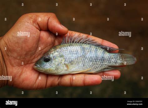 Closeup Of A Small Tilapia Fish On A Mans Palm Against A Bro