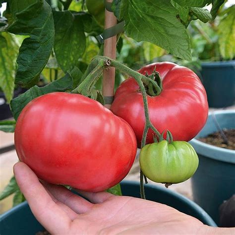 Buy Tomato Seeds Crimson Blush F1 Indeterminate Organic Gardening
