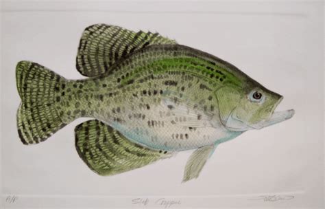 Crappie Frank Gee