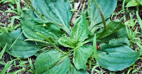 Weeds That Are Medicinal Herbs You Might Find These In Your Backyard