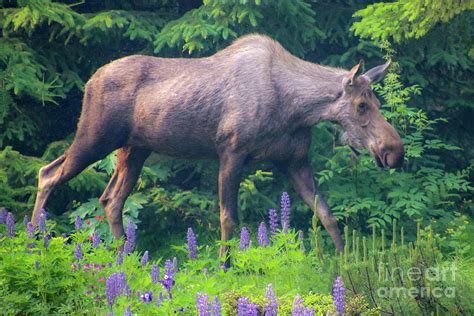 Female Moose Photograph By Stephanie Hanson Fine Art America