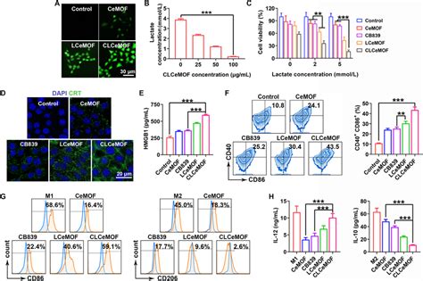 Cytotoxicity And Immune Response In Vitro A Ros Detection In 4t1