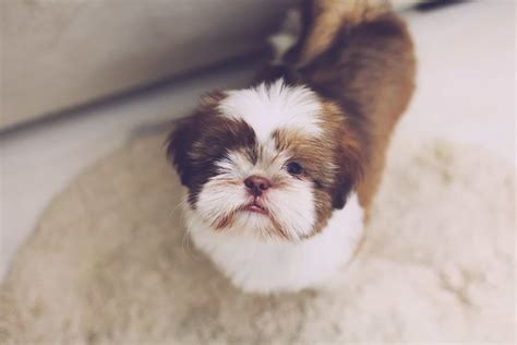 Lhasa Apso Saiba Tudo Sobre Essa Raça De Cachorro Senhor Gato