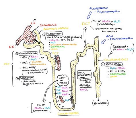 Physiology Of The Nephron Physiology Medical Student Study Renal Physiology