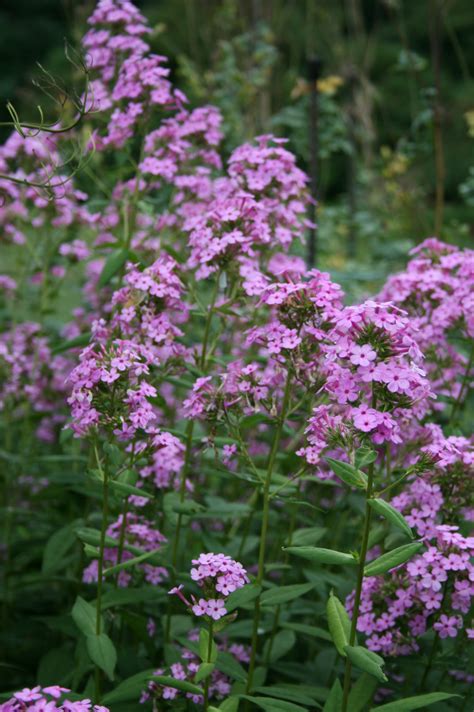 Phlox Glaberrima Morris Berd Marsh Phlox Thepollennation