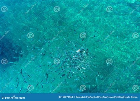 Little Fishes Fighting For Food In The Crystal Clear Turquoise Water In