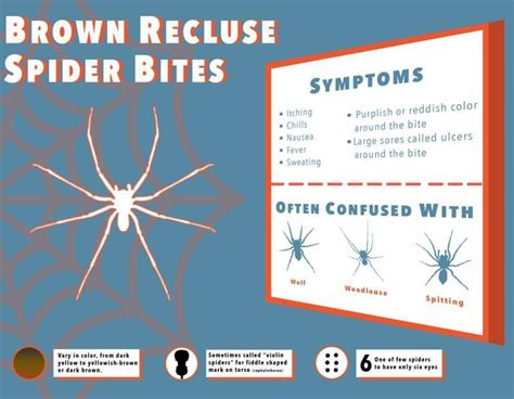 Brown Recluse Spider Bites Symptoms And Pictures 2022