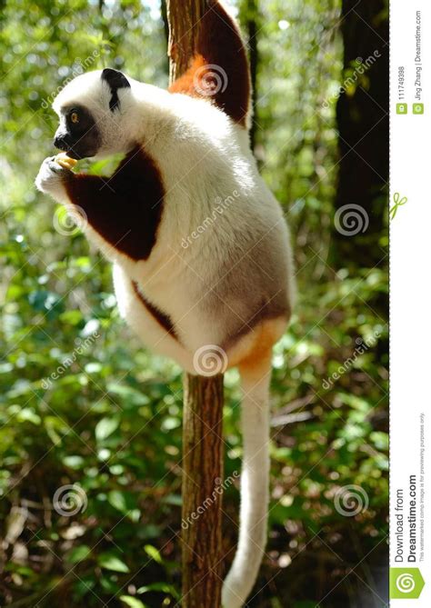 Lemurs In Madagascar Stock Photo Image Of Strepsirrhine 111749398