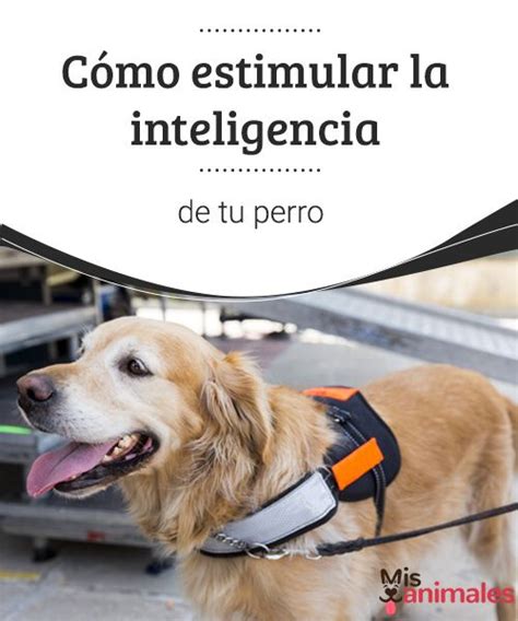 Cómo Estimular La Inteligencia De Tu Perro Mis Animales Perros