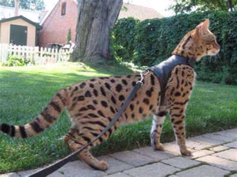 Savannah Cat Largest Domestic Cat That Looks Like A Leopard And Acts