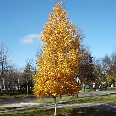 Dakota Pinnacle Birch Trees for Sale- FastGrowingTrees.com