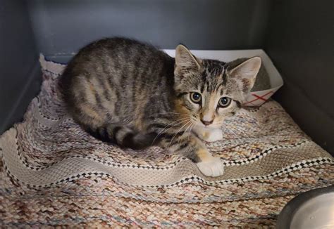 Cat For Adoption Barn Cat Homes Needed A Domestic Short Hair Mix