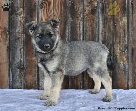 Norwegian Elkhound Puppies From Pa