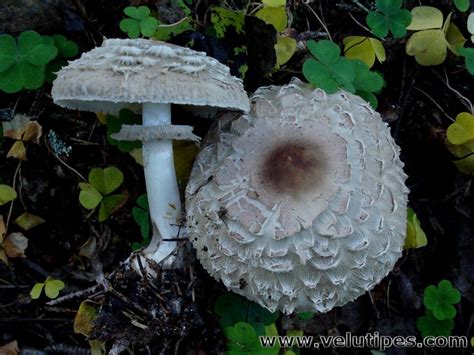 Chlorophyllum Olivieri Akansieni Natural Fungi In Finland