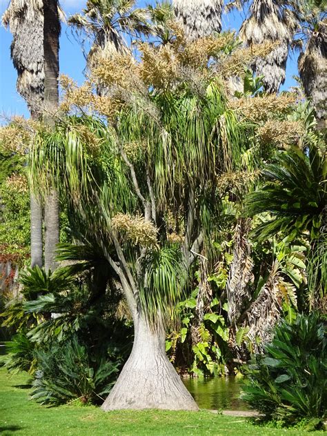 Unusual tree — BBC Gardeners' World Magazine