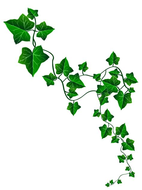 Ivy Clipart Png Transparent Cartoon Free Cliparts And Silhouettes Images And Photos Finder
