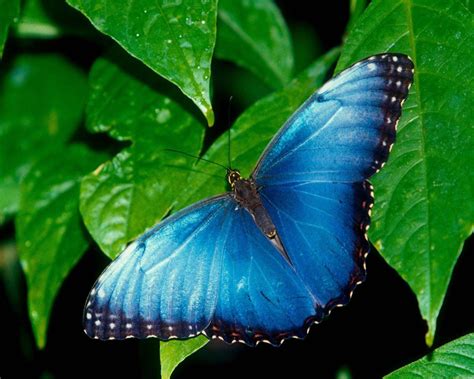 Blue Butterfly On Leaves Wallpaper