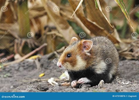 Field Hamster Eat Stock Photo Image Of Environment Hand 47310876