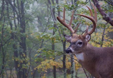 Whitetail Buck Deer Portrait In Deciduous Forest Habitat By