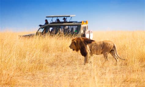 The Best African Safaris For Every Kind Of Traveller Wanderlust