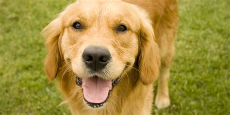 Heres How Your Dog Really Feels About You According To Science Huffpost