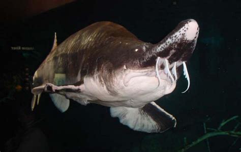 Beluga Sturgeon Beluga Sturgeon Extinct Animals Marine Life