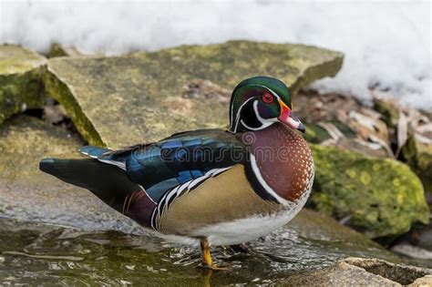 Male Carolina Duck Aix Sponsa Also Known As The North American Wood