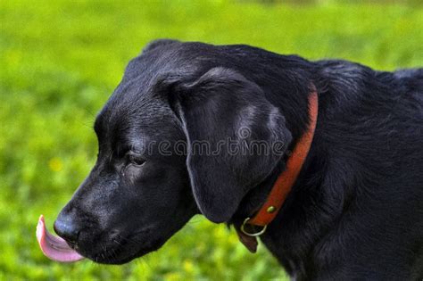 Black Labrador Retriever Face Stock Image Image Of Retriever Nature