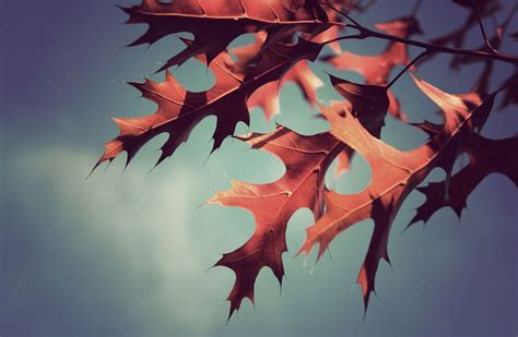 15 Autumn Macro Iphone Wallpaper Venera Wallpaper