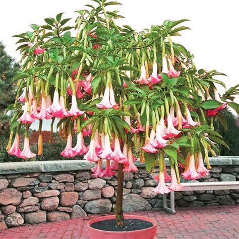 Brugmansia Cherub Pink Angels Trumpet Plants