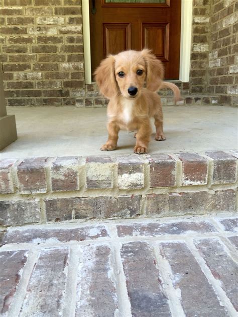 Check spelling or type a new query. English cream miniature dachshund!! | Dachshund puppies ...