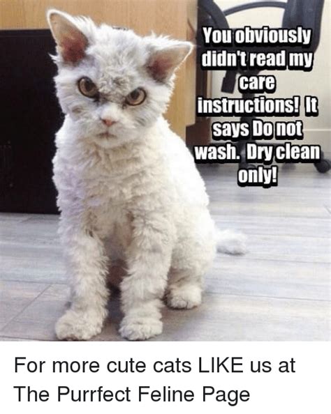 Your meme was successfully uploaded and it is now in moderation. You Obviously Didn't Read My Care Instructions!l Says ...
