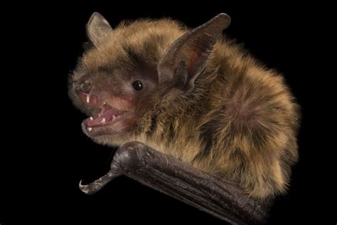 Little Brown Bat Myotis Lucifugus At The Wildlife Rehabilitation