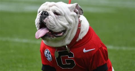 Peta Wants University Of Georgia To Remove Live Mascot Uga And Bulldogs