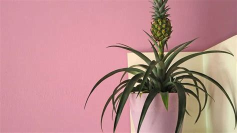 Indoor Pineapple Plant Care Indoor Gardening