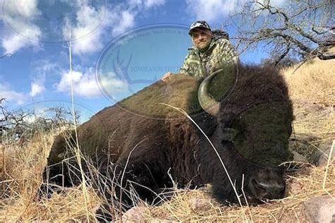 Guided Mexico Buffalo Hunting Trips Sonoran Outfitters