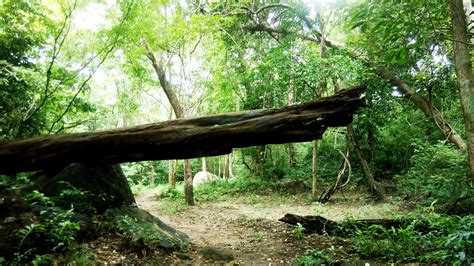 Free Stock Photo Of Fallen Tree Forest Rain Forest