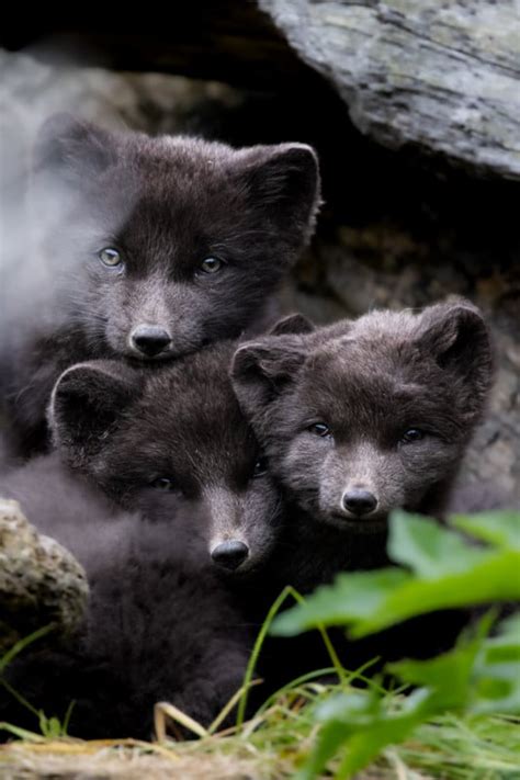 Photographing Adorable Arctic Fox Cubs Emerging From Their Dens Petapixel