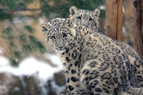 Desktop Wallpapers Big Cats Snow Leopards Cubs 2 Snow Animals