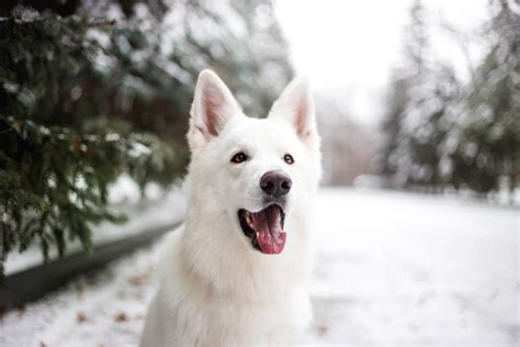 11 Snow Loving Dog Breeds Get To Know Them Tractive