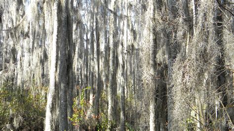 Valdosta.bookoo.com is the premium online classifieds community for valdosta, georgia and surrounding areas. Cypess and Spanish moss at Grand Bay Wildlife Management ...