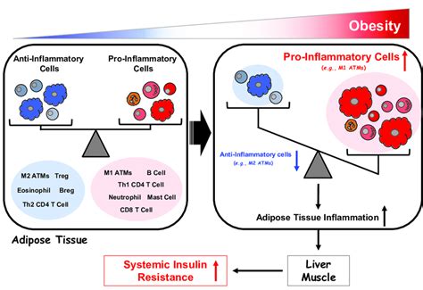 regulation of adipose tissue inflammation in obesity download scientific diagram