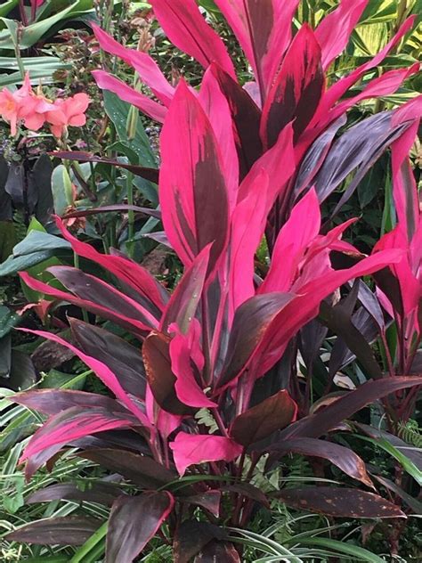 Tropical Cordyline Ti Hawaiian Red Sister Houseplant Live Plant 10