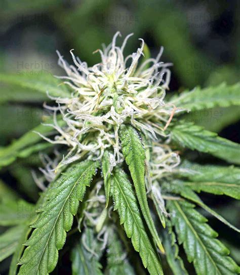 Northern Lights Autoflower Feminized Seeds For Sale Information And