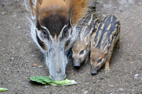 The 5 cutest baby animals at the Toronto Zoo right now