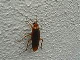 Pictures of Small Cockroach
