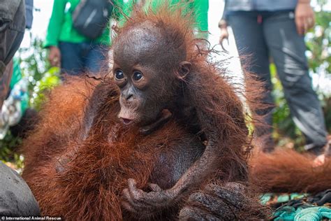 Heartbreaking Moment Tiny Orangutan Cries And Clings To Its Mother In