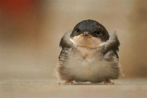 Cute Baby Bird Funny Animals With Captions Animal Captions